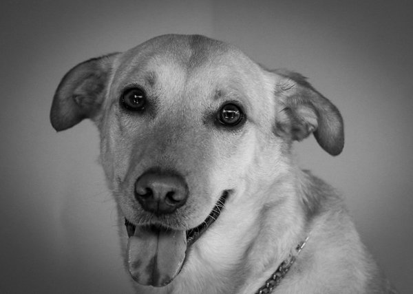 Nourriture pour chien senior : comment adapter l'alimentation de votre compagnon âgé ?