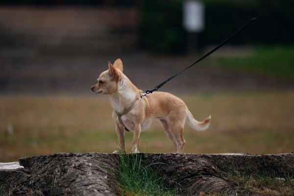 Comment organiser une visite chez le vétérinaire pour réduire le stress de votre animal ?