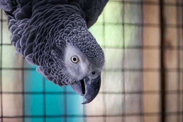 Le rôle des zoos dans la conservation des espèces en voie de disparition