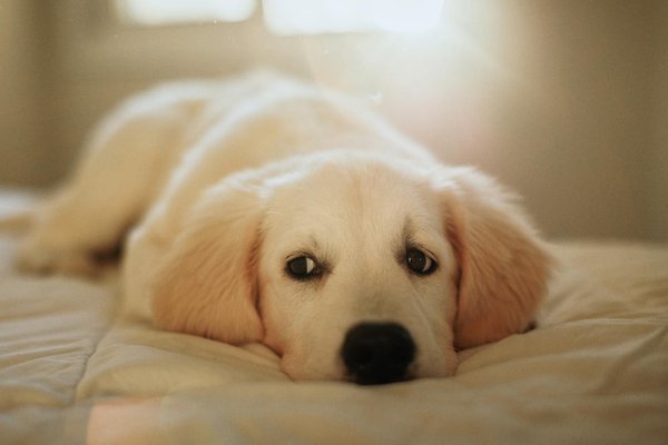 Dog chef avis : une alimentation naturelle pour votre chien