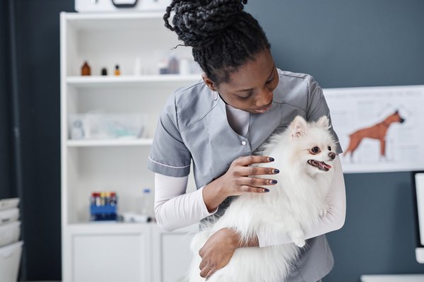 Le meilleur choix pour vos accessoires de chien en ligne