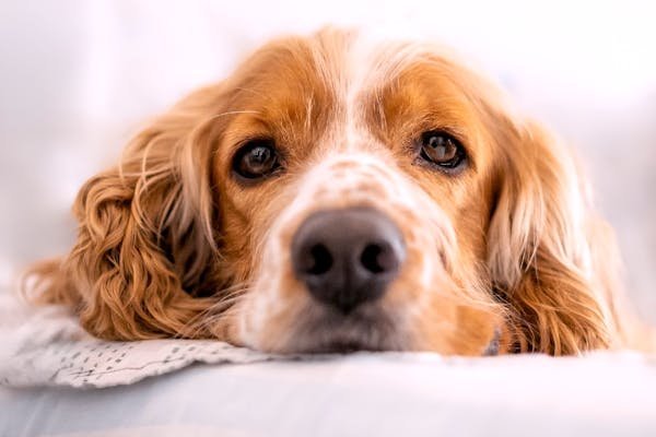 Comprimés vermifuge chien : éliminez les parasites efficacement