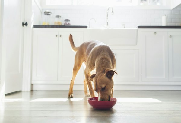 Les meilleures options de nourriture naturelle pour chiens selon dog chef